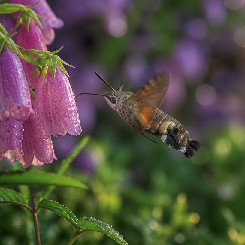 Whispers of the Garden: A Nature's Secret