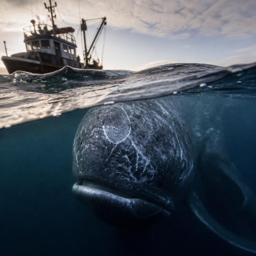 Hobbes' Leviathan: Monster or Myth? Dive into the Deep!