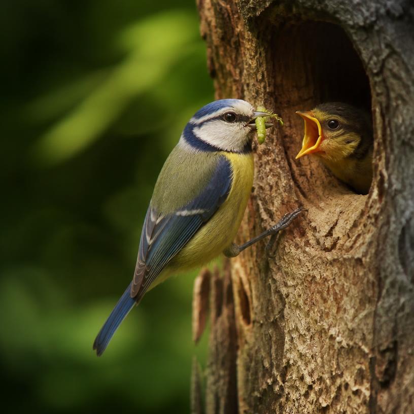 Cheep Secrets: The Hidden World of British Birds!