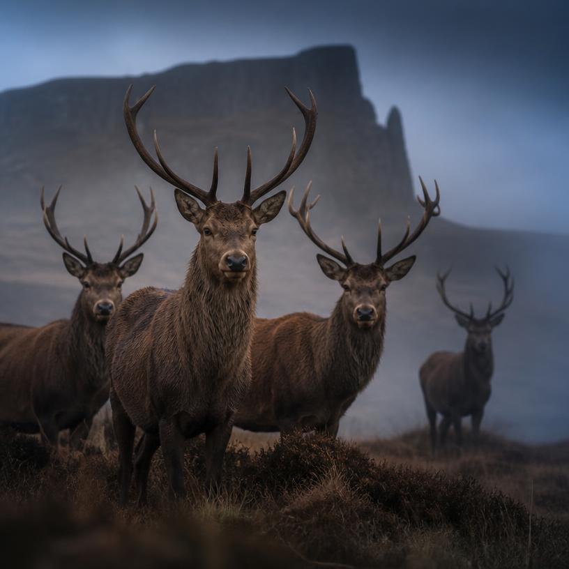 Spirits of the Wild Hunt: A Right Mystical Gathering