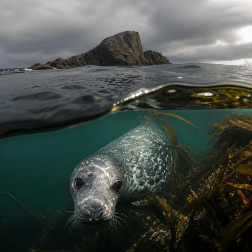 Secrets of the Deep: Unraveling Marine Marvels