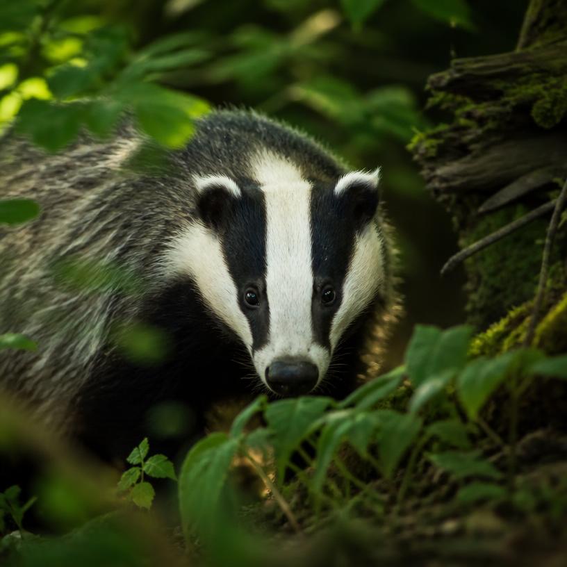 The Hidden Lives of Britain's Wildlife