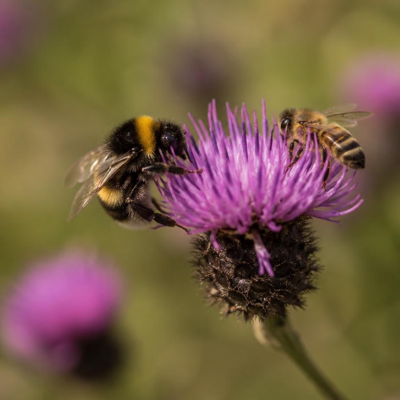 Pollinator Playmates: Uncovering Nature's Unsung Heroes
